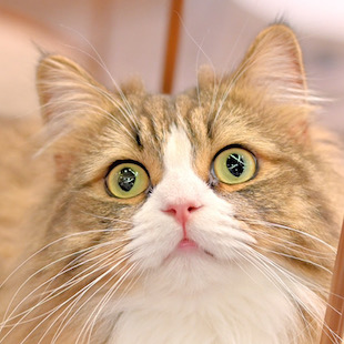 渋谷公園通り店 まっちゃ